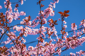 Branches of cherry blossoms on a sunny day with blue sky on background. Blooming delicate pink flowers in early spring Blut-Pflaume. Prunus cerasifera 'Nigra', Familie: Rosaceae.