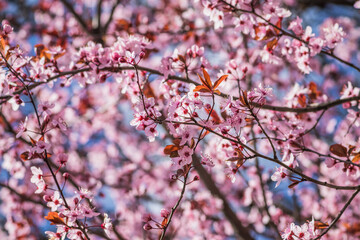 Branches of cherry blossoms on a sunny day with blue sky on background. Blooming delicate pink flowers in early spring Blut-Pflaume. Prunus cerasifera 'Nigra', Familie: Rosaceae.