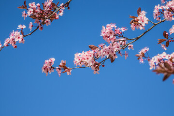 Branches of cherry blossoms on a sunny day with blue sky on background. Blooming delicate pink flowers in early spring Blut-Pflaume. Prunus cerasifera 'Nigra', Familie: Rosaceae.