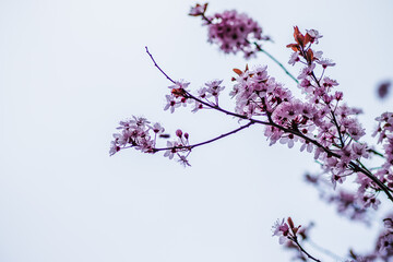 Branches of cherry blossoms on a sunny day with blue sky on background. Blooming delicate pink flowers in early spring Blut-Pflaume. Prunus cerasifera 'Nigra', Familie: Rosaceae.