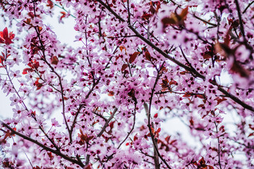 Branches of cherry blossoms on a sunny day with blue sky on background. Blooming delicate pink flowers in early spring Blut-Pflaume. Prunus cerasifera 'Nigra', Familie: Rosaceae.