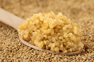 Spoonful of cooked white quinoa on top of dry uncooked white quinoa. - 765785412