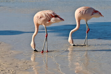 Flamingos on the beach of Renaissance Island Aruba