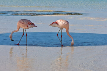 Flamingos on the beach of Renaissance Island Aruba