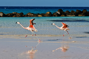 Flamingos flying over water on the beach Renaissance Island Aruba