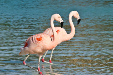 Flamingos walking on the beach of Renaissance Island Aruba