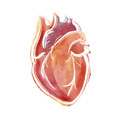 Serce. Układ krwionośny  - obrazy, fototapety, plakaty