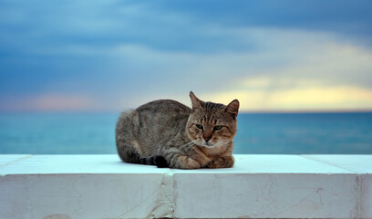 cat in pescoluse Lecce Puglia Italy