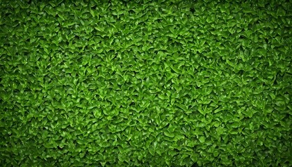 a green plant background - obrazy, fototapety, plakaty