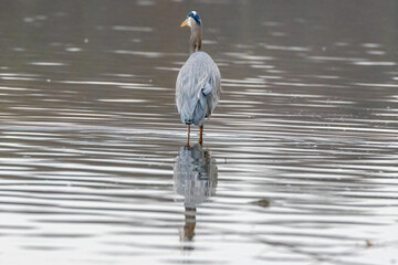 Fototapeta premium great blue heron