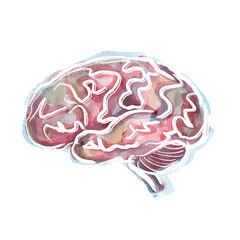 Mózg człowieka. Układ nerwowy - obrazy, fototapety, plakaty