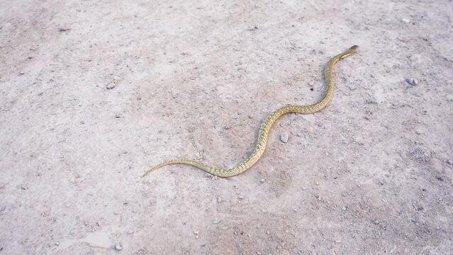 Venomous snake dangerous. Equatorial spitting cobra gold color (Naja sumatrana) Slithers forward on the dry ground of Thailand.