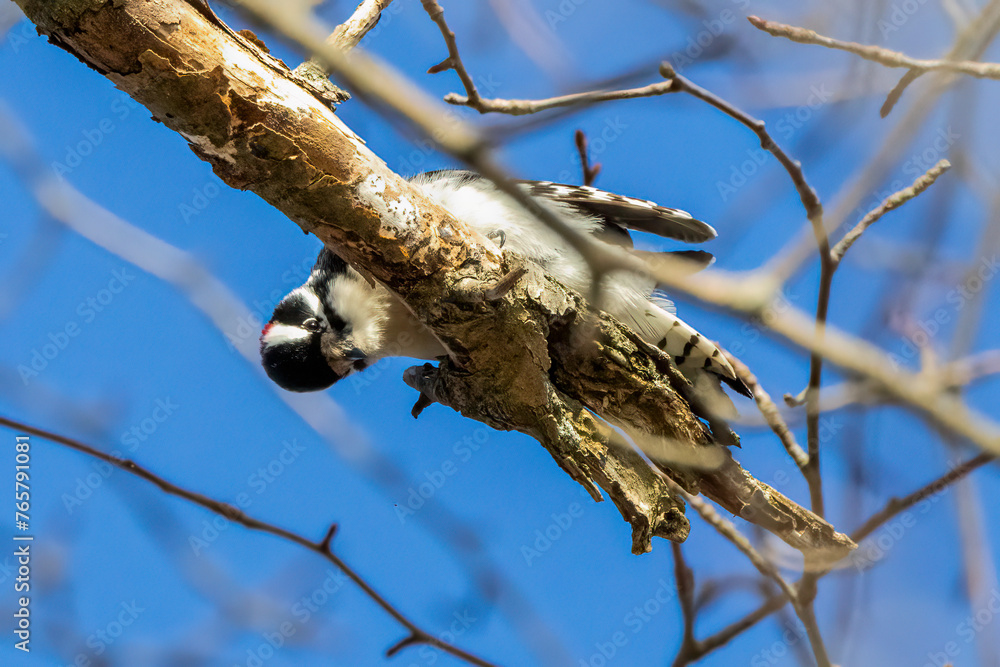 Canvas Prints woodpecker on branch