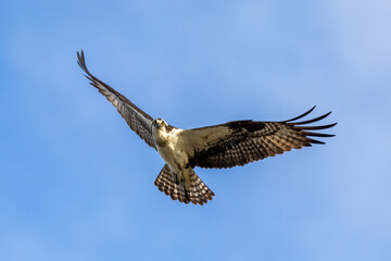 osprey in flight