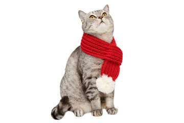 A Scottish young cat in a red knitted scarf isolated on a white background. A cat in clothes