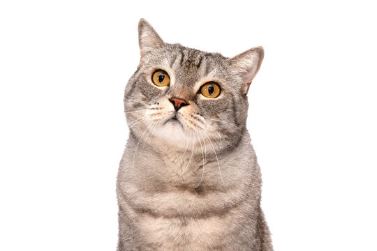 Portrait of a Scottish cat looking at the camera in close-up isolated on white