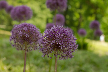 Obraz premium Beautiful flower - Allium Giant Cristophii in macro photography