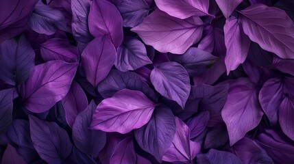 purple flower petals and leaves - obrazy, fototapety, plakaty