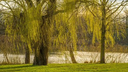 The first green leaves of a weeping willow in spring by the lake