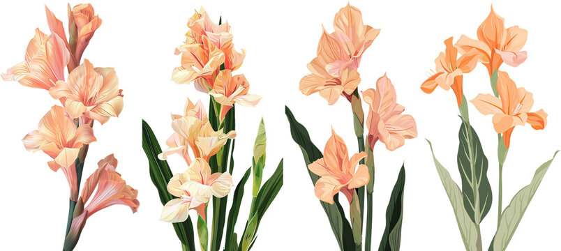 Collection of canna lily flowers, flat illustration, cutout, png isolated transparent background
