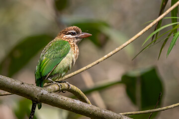 White-cheeked Barbet - Psilopogon viridis, beautiful green Asian barbet from Indian forests and woodlands, Nagarahole Tiger Reserve, India. - 765798483