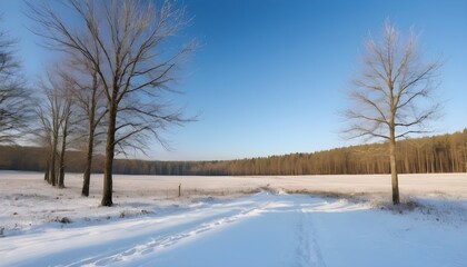 Fototapeta na wymiar forest landscape with field and blue sky
