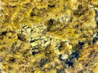 Texture seabed off the coast with rocks, algae, shells. Mediterranean Sea, Spain.