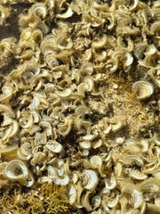 Peacock tail (Padina Pavonica) is a brown algae common on the coast of the Mediterranean Sea. 