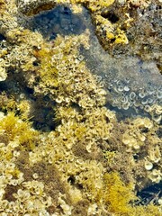 Texture seabed off the coast with rocks, algae, shells. Mediterranean Sea, Spain.