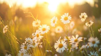Selbstklebende Fototapeten The landscape of white daisies blooms in a field © Media Srock