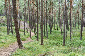 Single lane road in forest