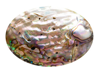 close up of sample of natural stone from geological collection - cabochon from natural haliotis...