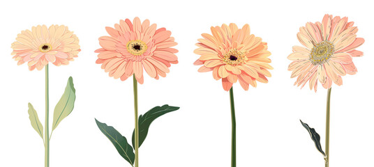 Collection of gerbera daisy flowers, flat illustration, cutout, png isolated transparent background