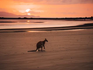 Foto op Plexiglas Cape Le Grand National Park, West-Australië Kangaroo Wallaby at the beach during sunrise in cape hillsborough national park, Mackay. Queensland, Australia.
