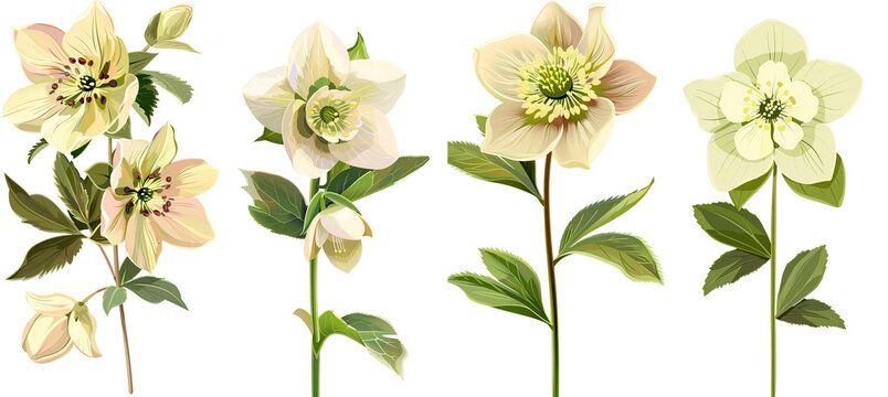 Collection of hellebore flowers, flat illustration, cutout, png isolated transparent background