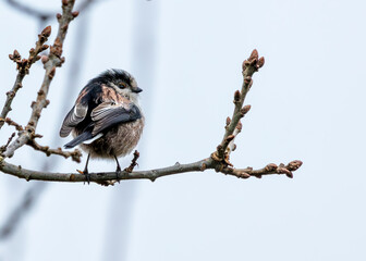 Long-tailed Tit (Aegithalos caudatus) - Found across Europe & parts of Asia