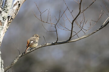 Daurian Redstart came to people's side because he was absorbed for looking for foods before spring migration