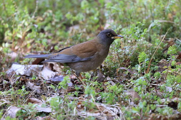 Pale Thrush came to people's side because he was absorbed for looking for foods before spring migration