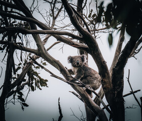 Fototapeta premium Koala in the wild with gum tree on the Great Ocean Road, Australia. Somewhere near Kennet river. Victoria, Australia.