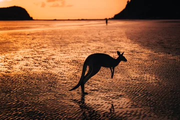 Peel and stick wall murals Cape Le Grand National Park, Western Australia Kangaroo Wallaby at the beach during sunrise in cape hillsborough national park, Mackay. Queensland, Australia.