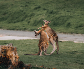 Macropus giganteus - Two Eastern Grey Kangaroos fighting with each other in Australia. Animal cruel...