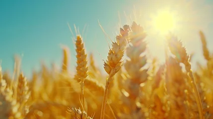 Foto op Canvas Golden wheat field. Background with copy space. Golden grain, close up, landscape concept. Generated by artificial intelligence. © Ailee Tian