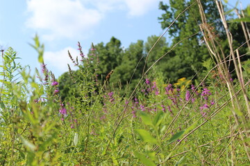 grass and blue sky