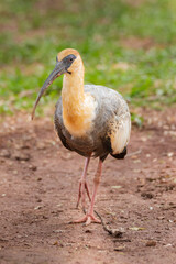 Brazilian Savannah Bird
The birds of Brazil are very beautiful and have many colors.