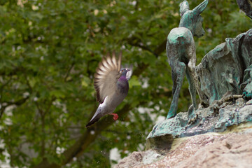 A dove takes off, flapping its wings.