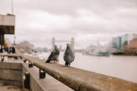 pigeons on the bridge