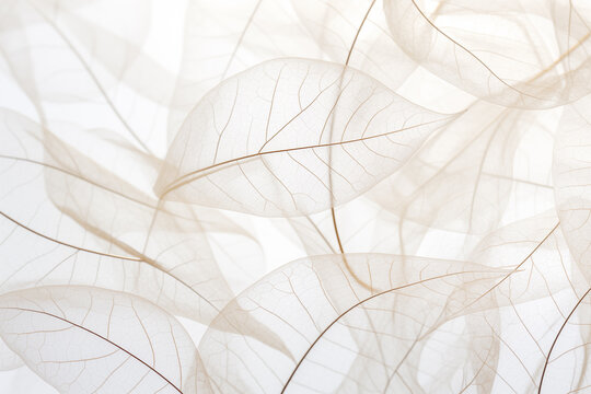 close-up of abstract transparent skeleton leaves background