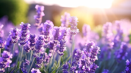 Lavender flowers in the field at sunset. Nature background.