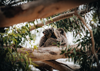 Fototapeta premium Female victorian koala with joey baby child on her back resting on the smooth bark of a big branch under the leaves of a eucalyptus tree in the Hordern Vale area next to the Great Ocean Road. Victoria
