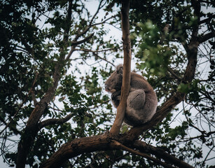 Koala in the wild with gum tree on the Great Ocean Road, Australia. Somewhere near Kennet river. Victoria, Australia.
